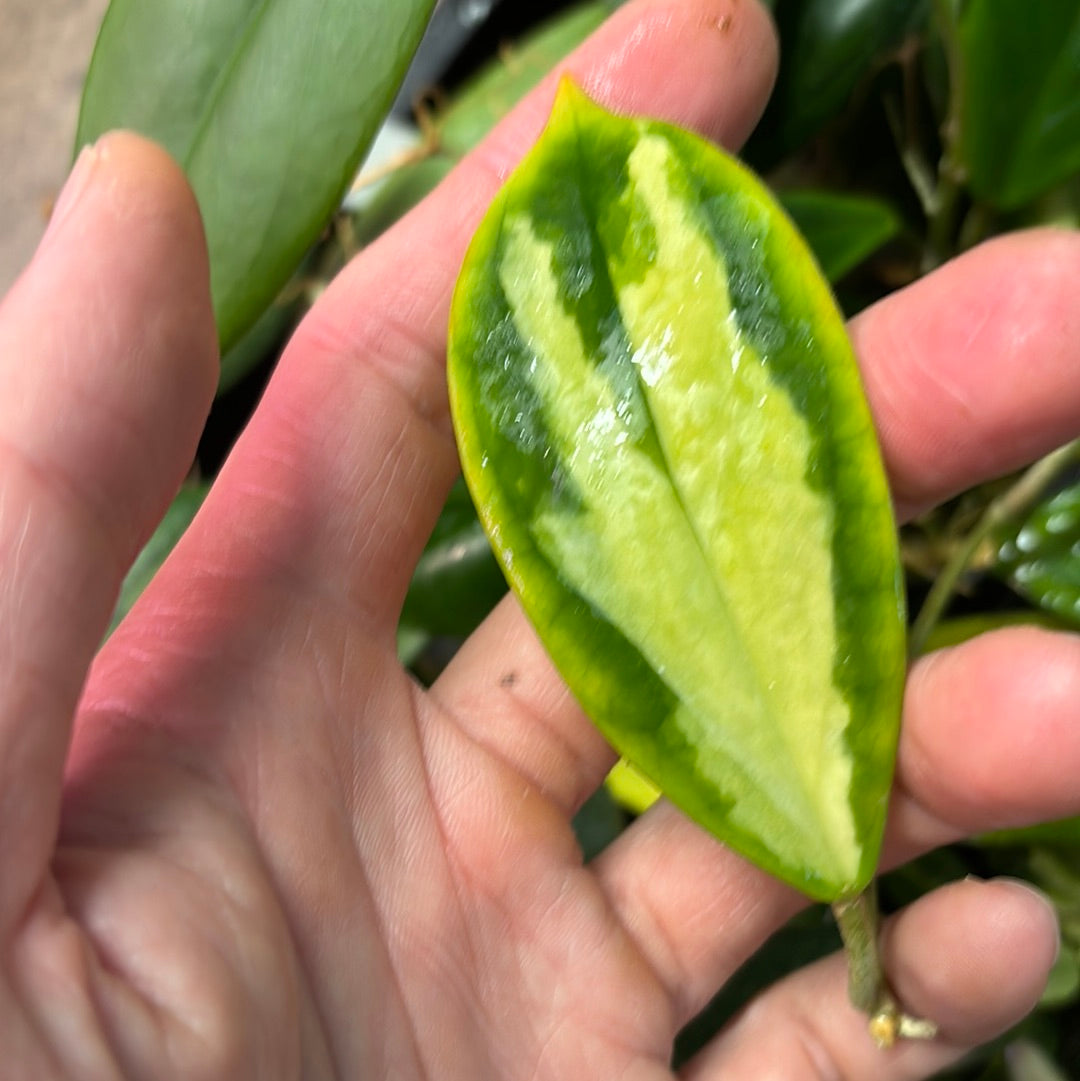 945- HOYA good INCRASSATA MOON SHADOW VARIEGATED LIVE PLANTS