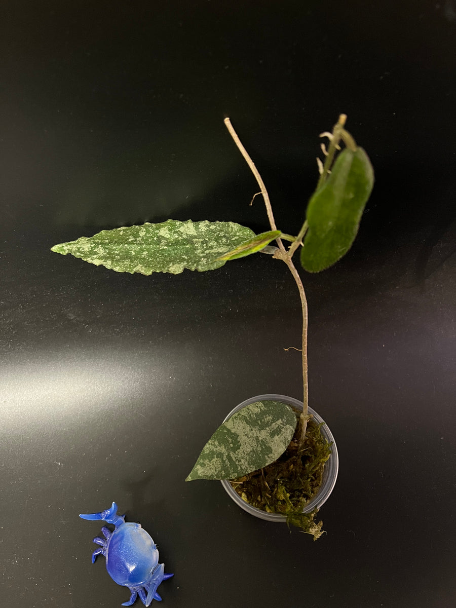 Hoya caudata gold - Unrooted – Plants Wake You Up