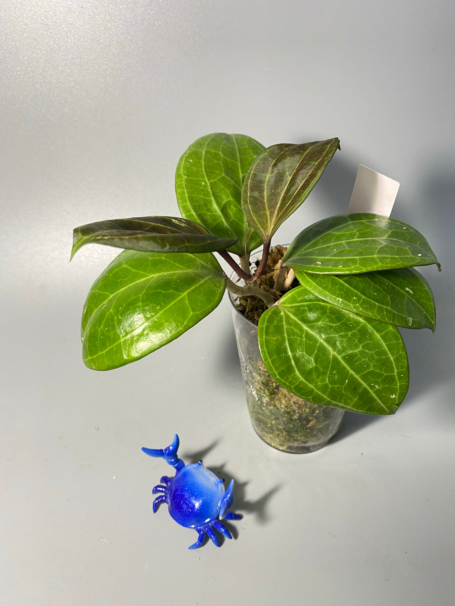 Hoya sulawesi GPS 8867 - active growth – Plants Wake You Up