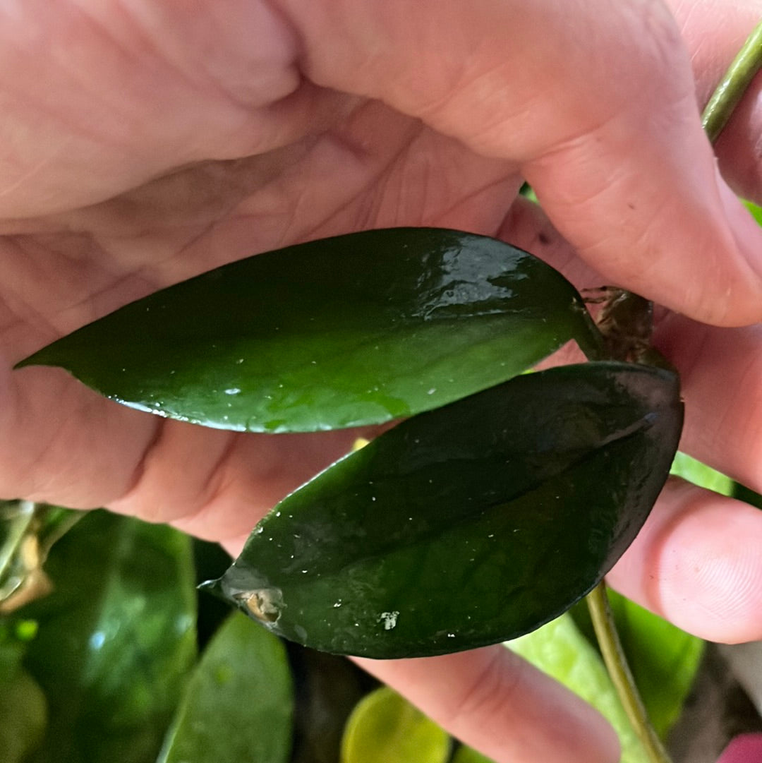 Hoya carnosa wat doi tung - Unrooted