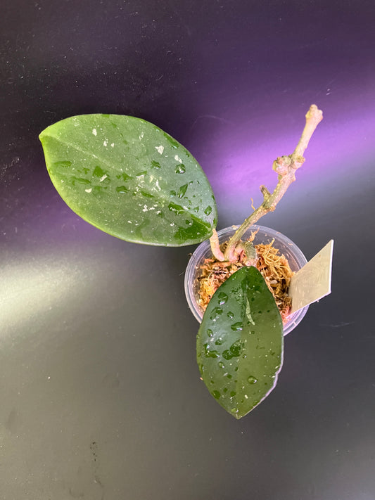 Hoya ‘rusty’- fresh cut - unrooted