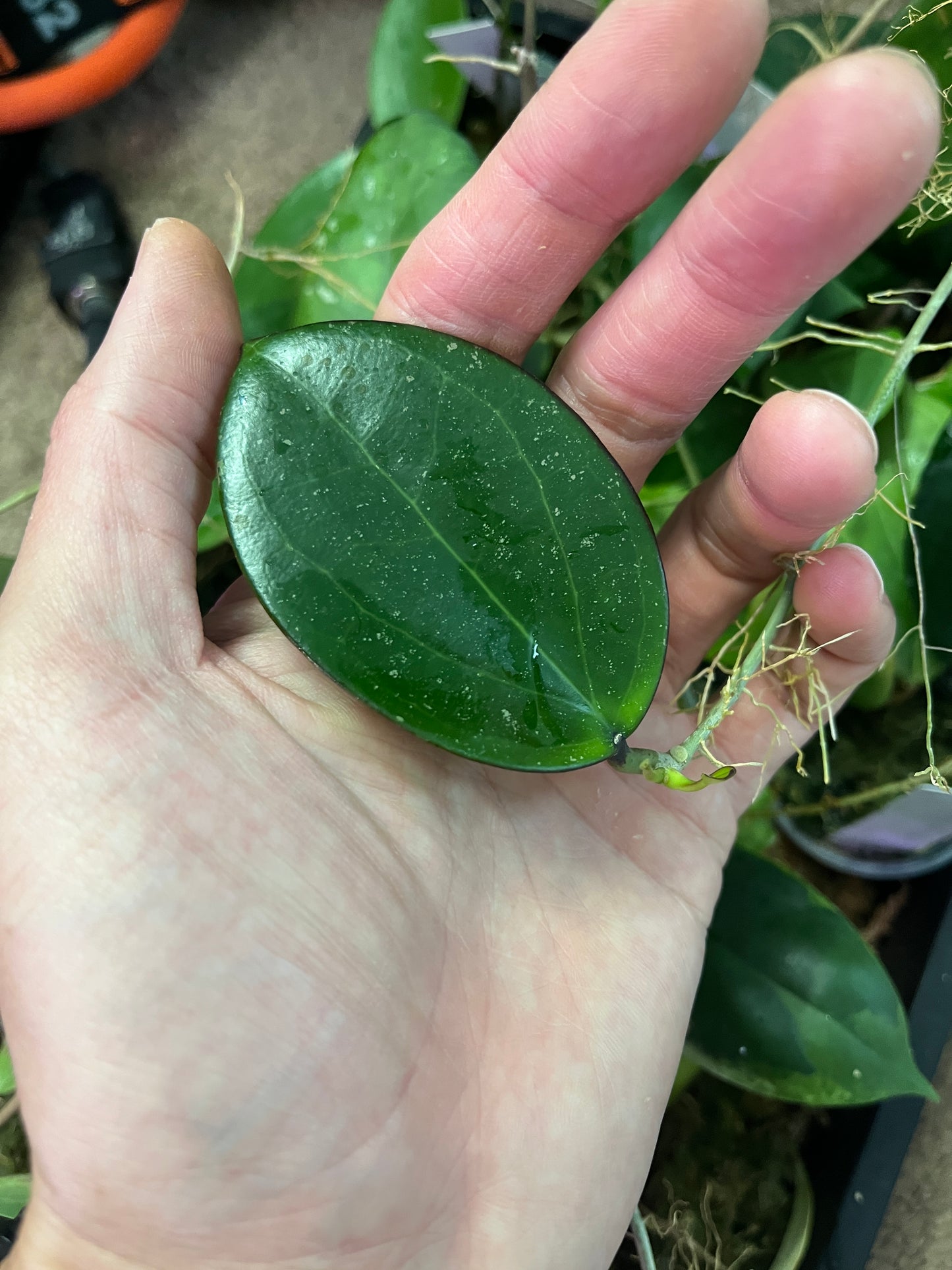 Hoya sp da lat round leaf - Unrooted