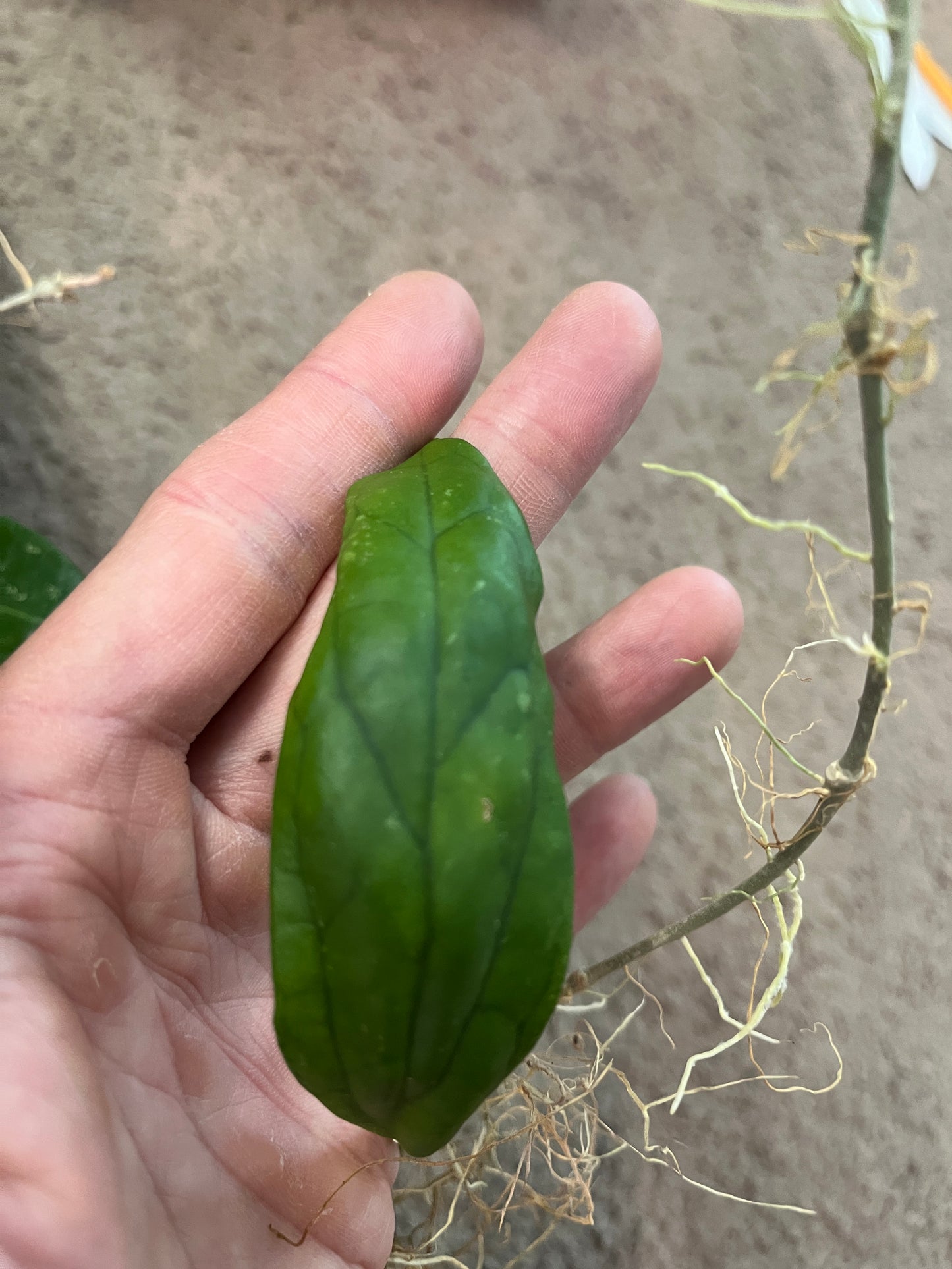 Hoya cv ‘lemonage’ - fresh cut - unrooted