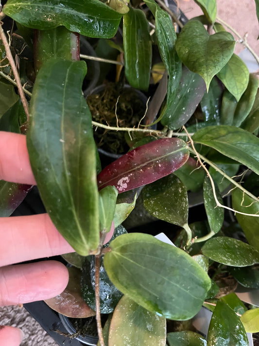 Hoya siariae red - unrooted