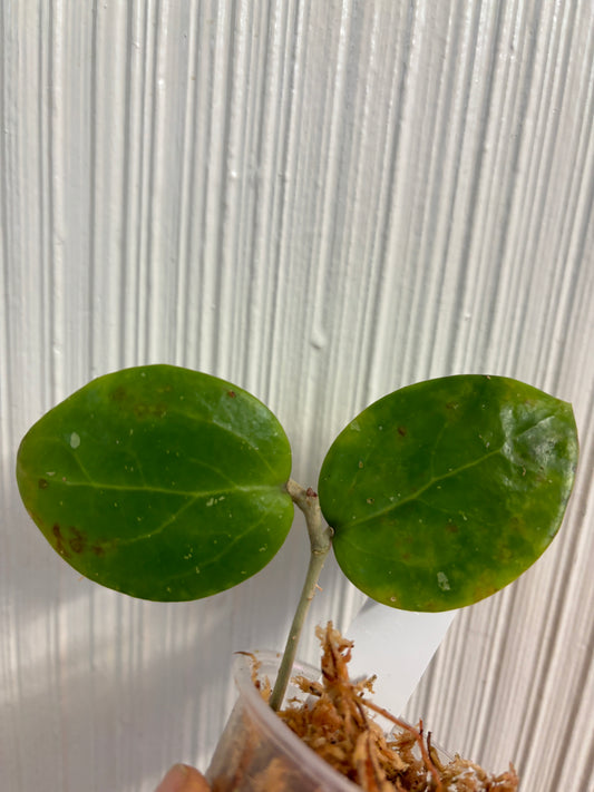 Hoya tha tum - fresh cut 1 node - Unrooted