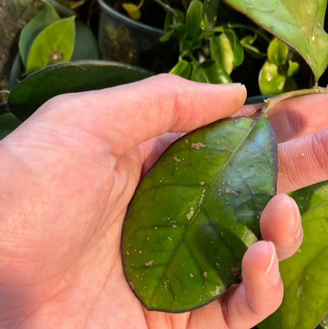 Hoya leoensis (viola x fuscomarginata) - unrooted