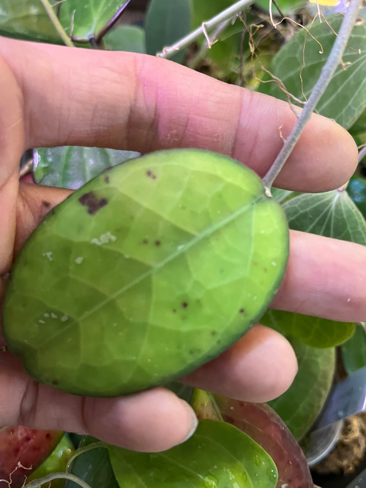 Hoya ‘perfection’ MB001 x ‘noelle’ - fresh cut - unrooted