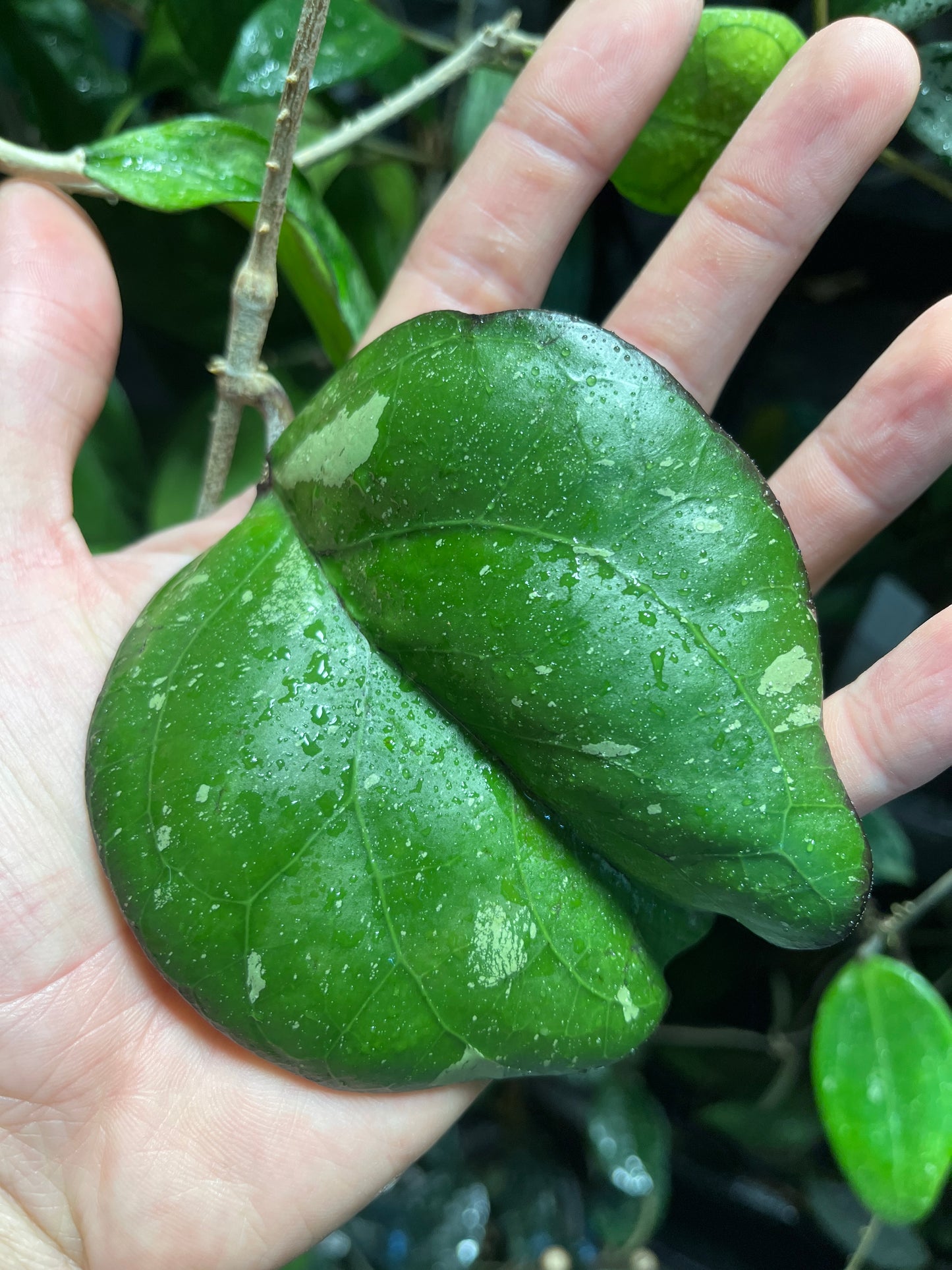 Hoya AH041/ ah-041- fresh cut - Unrooted