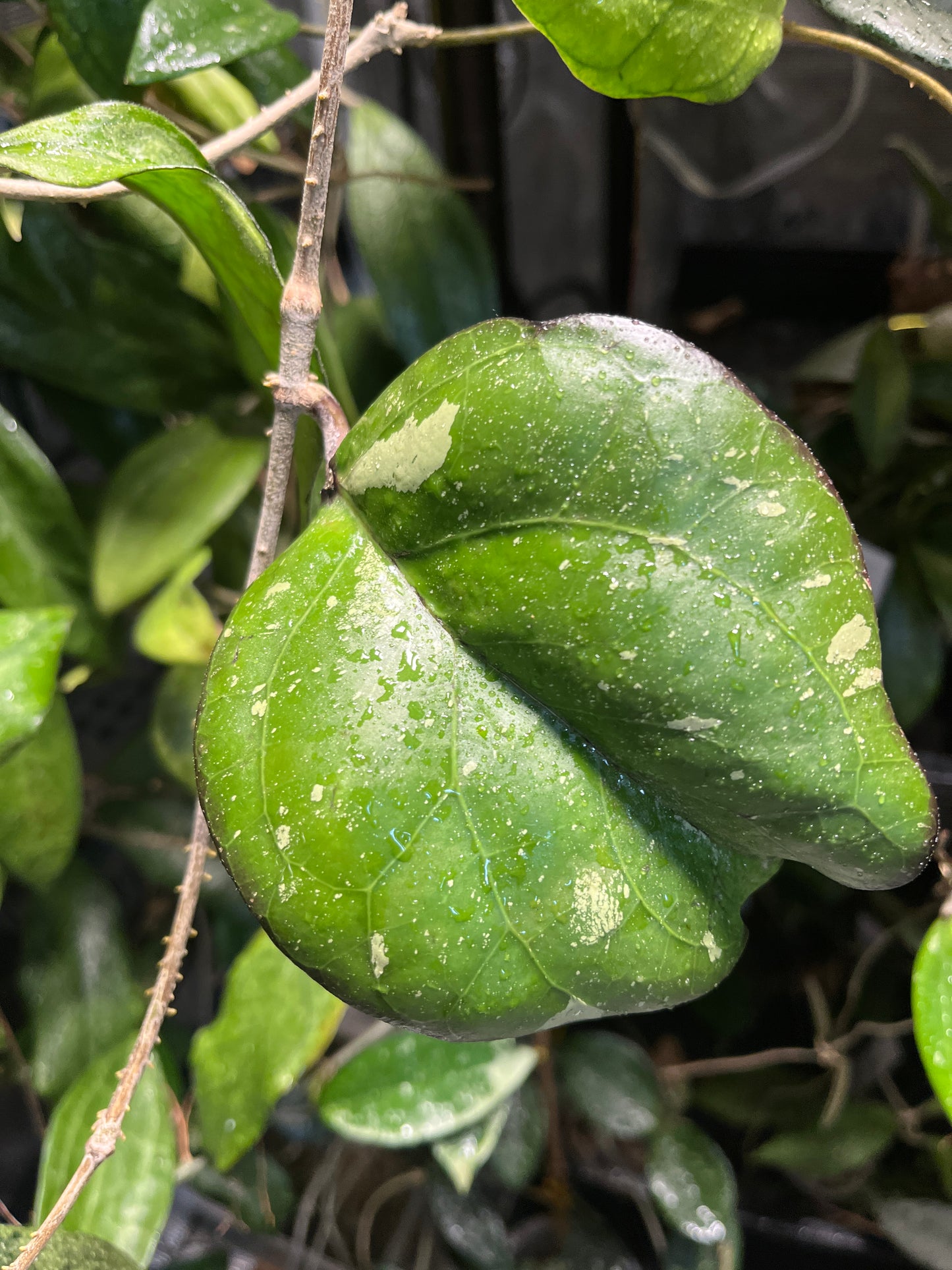 Hoya AH041/ ah-041- fresh cut - Unrooted