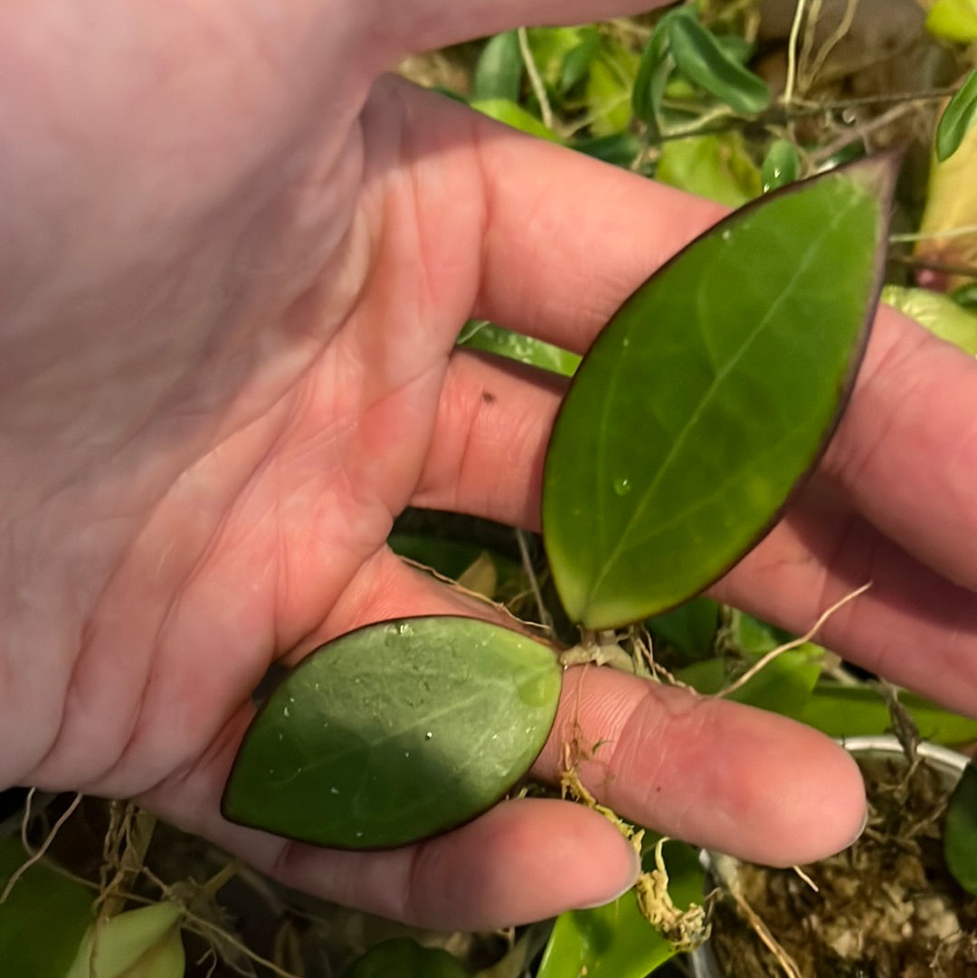 Hoya MB 1497 - (erythrina x MB 1141) - Unrooted