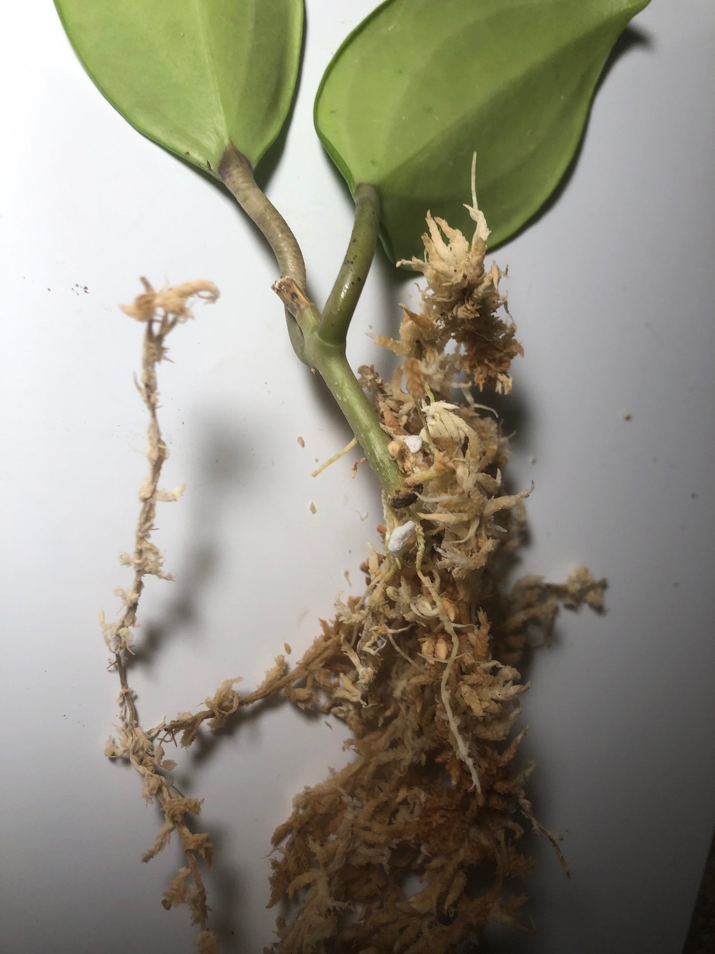 Hoya quinquenervia with roots.