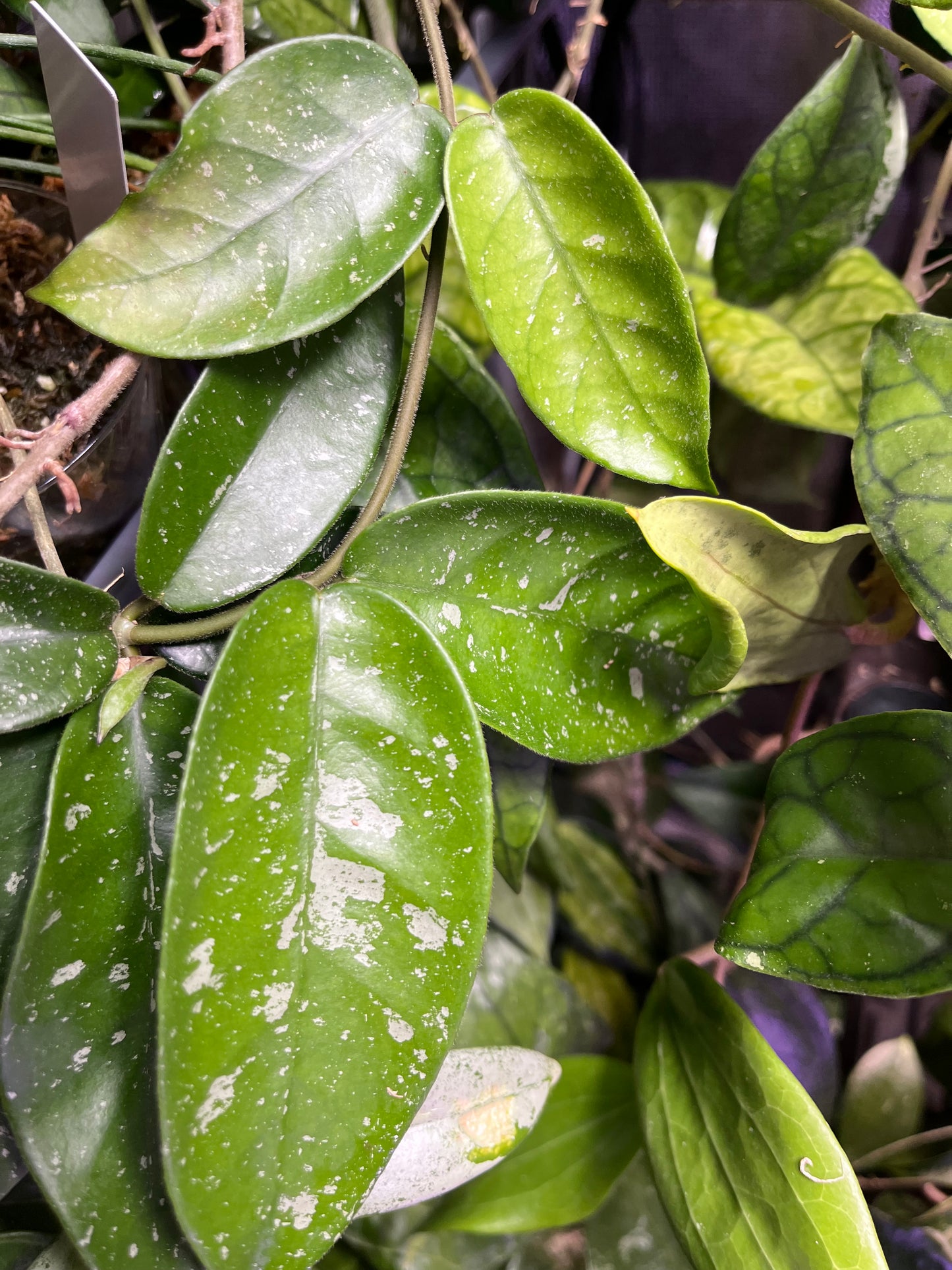 Hoya starry night - fresh cut - 1 node/2 leaves unrooted