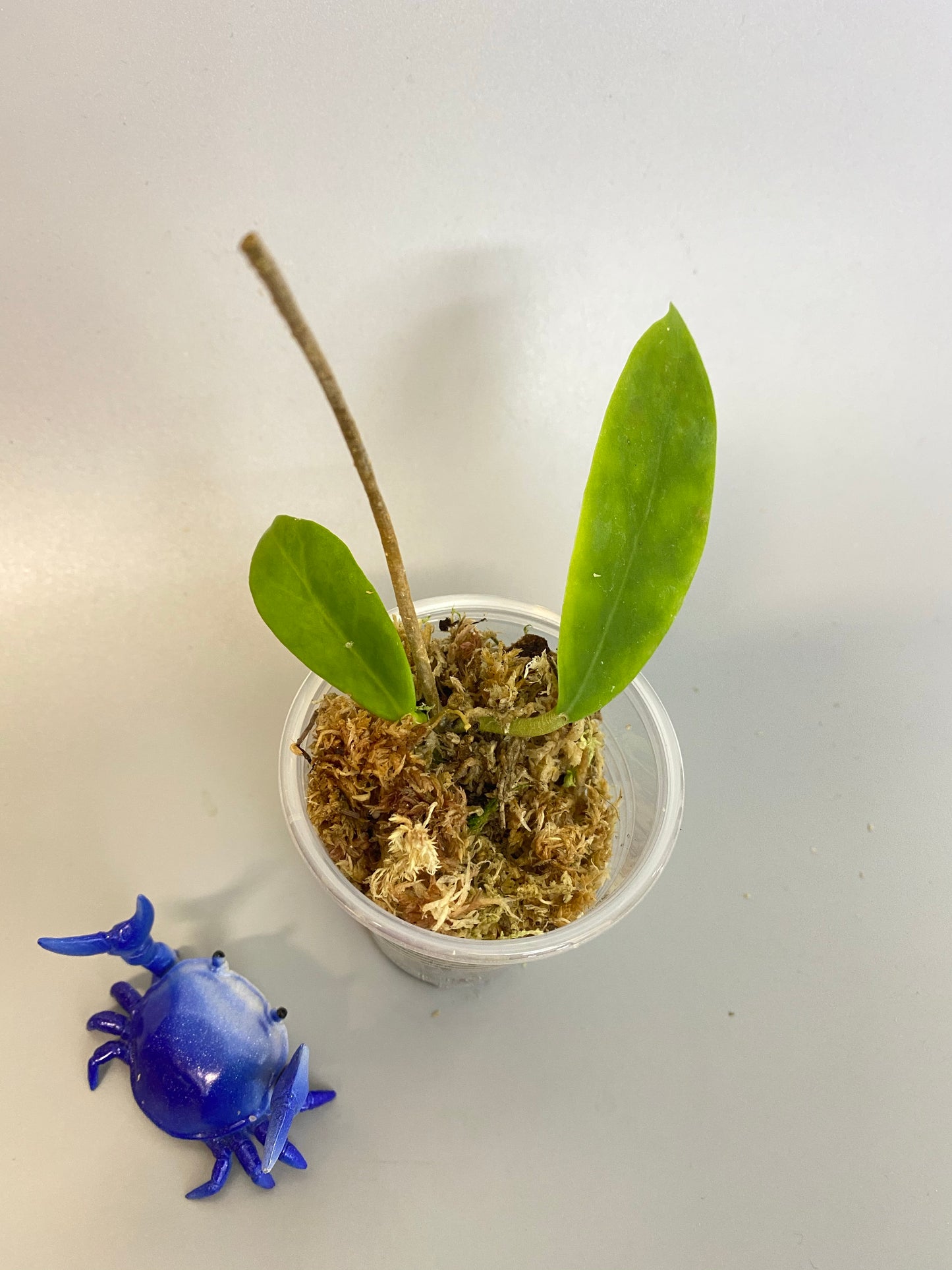 Hoya mindorensis - just starting to root