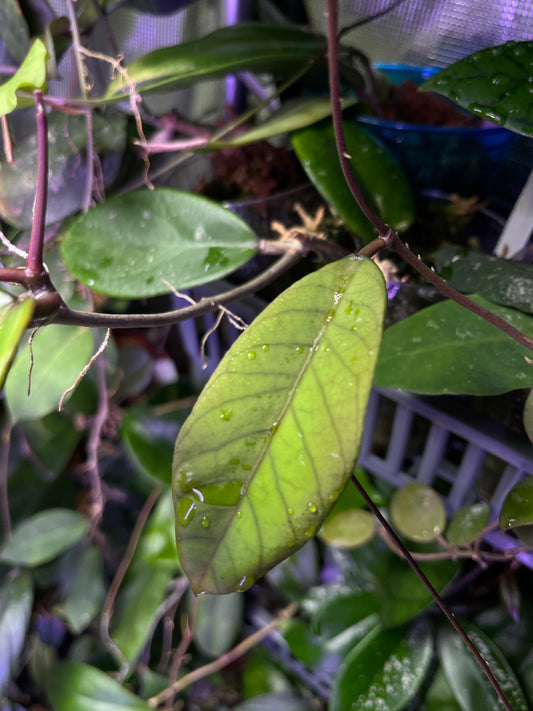 Hoya sabah - fresh cut - 1 node/leaf - Unrooted