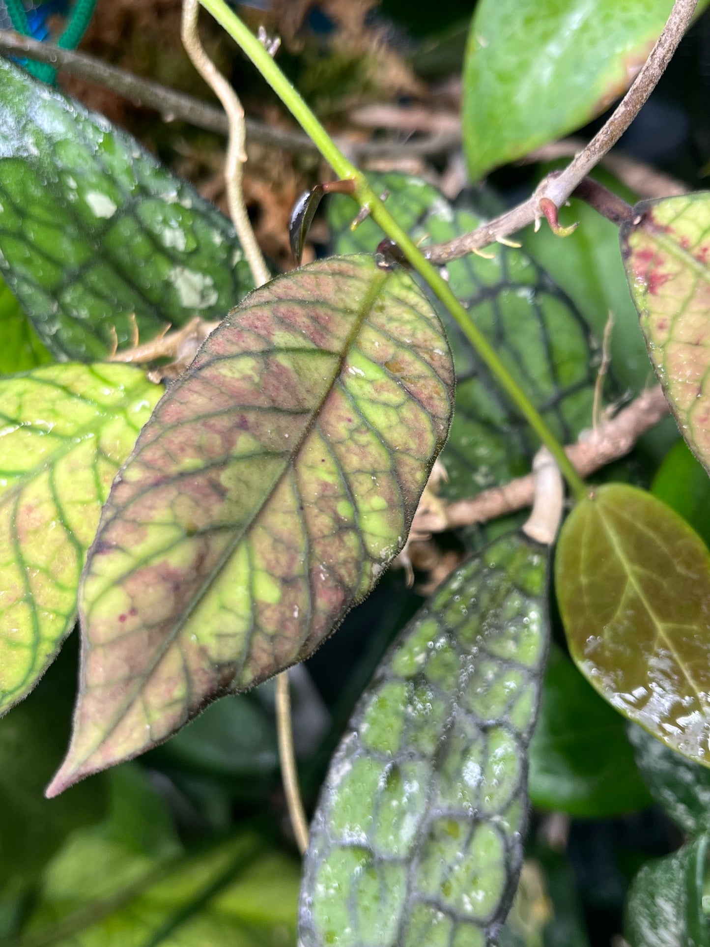 Hoya sp sabah - epc 961 - fresh cut - 1 node, 1 leaf