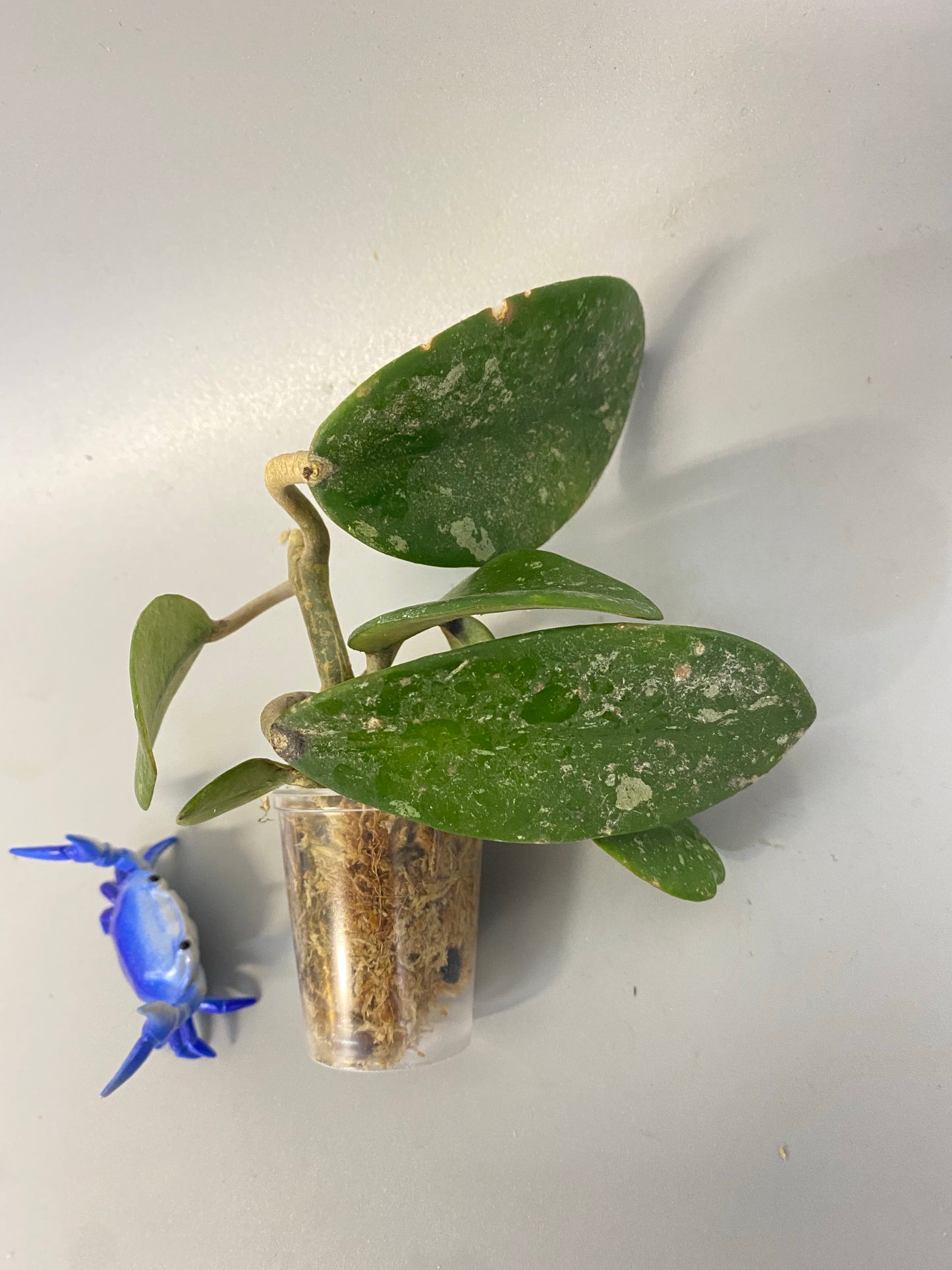 Hoya diversifolia crassipes with splash - unrooted