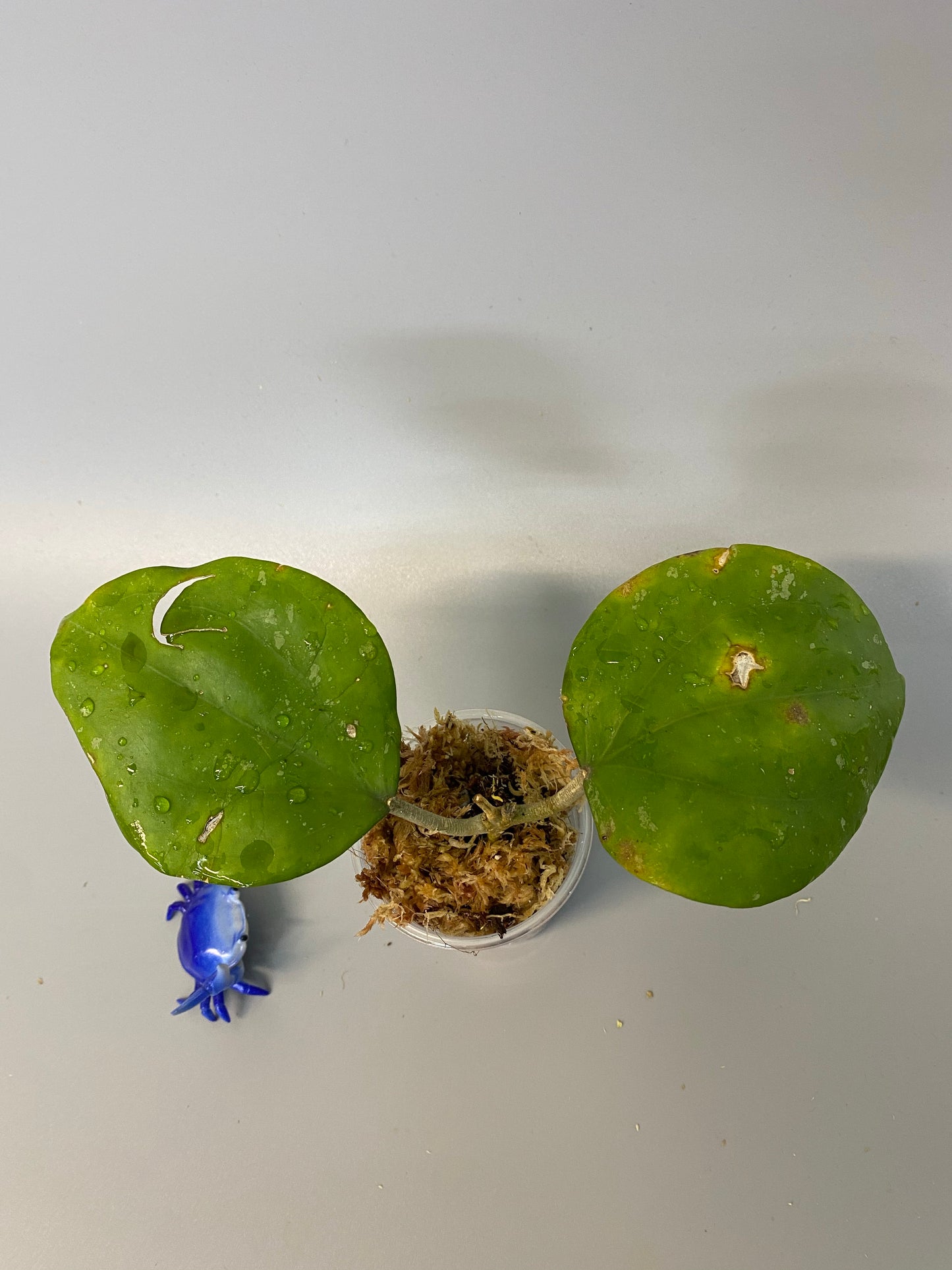 Hoya balaensis - rooted with leaf imperfections