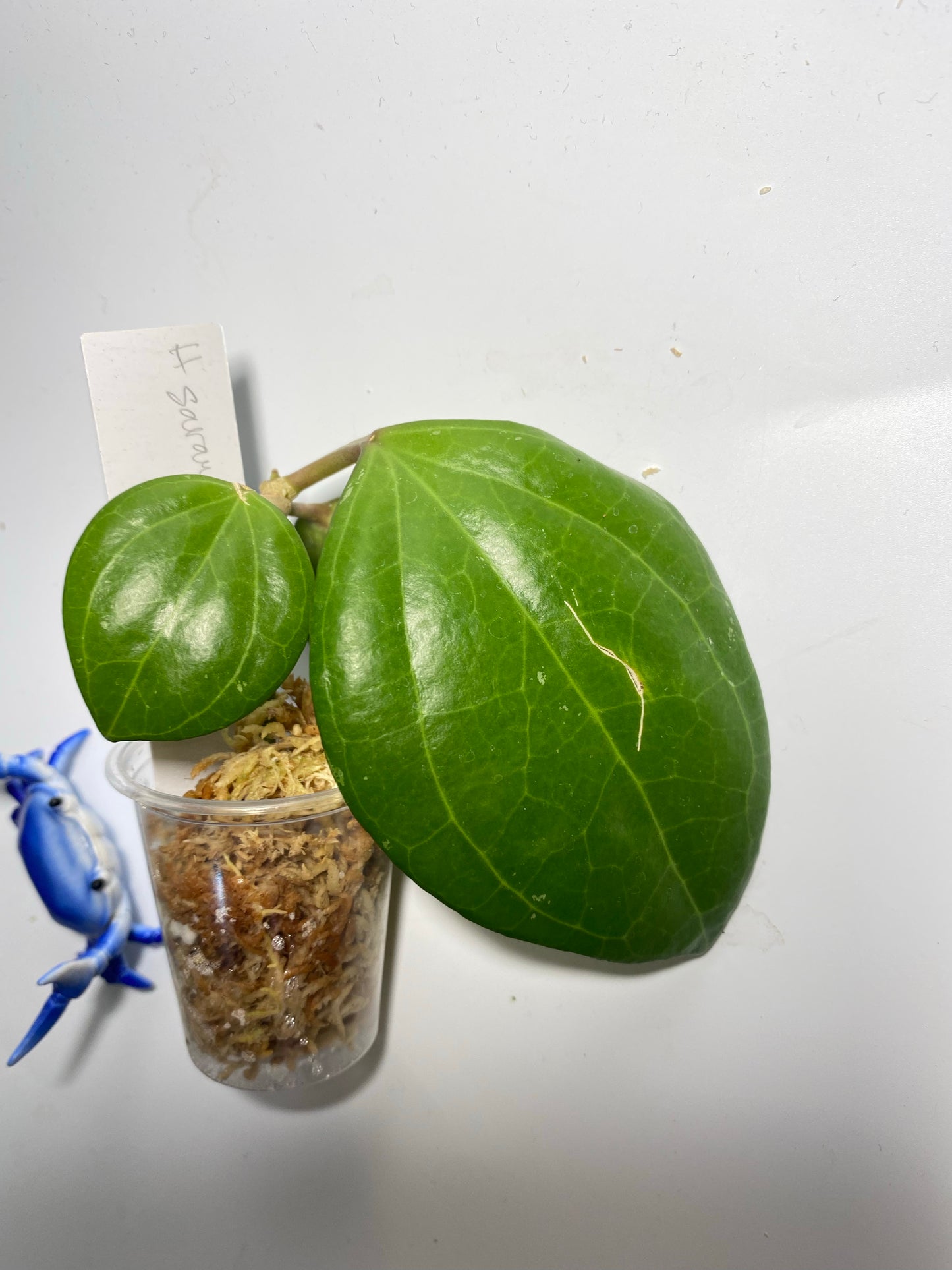 Hoya Sarawak pink - has some roots