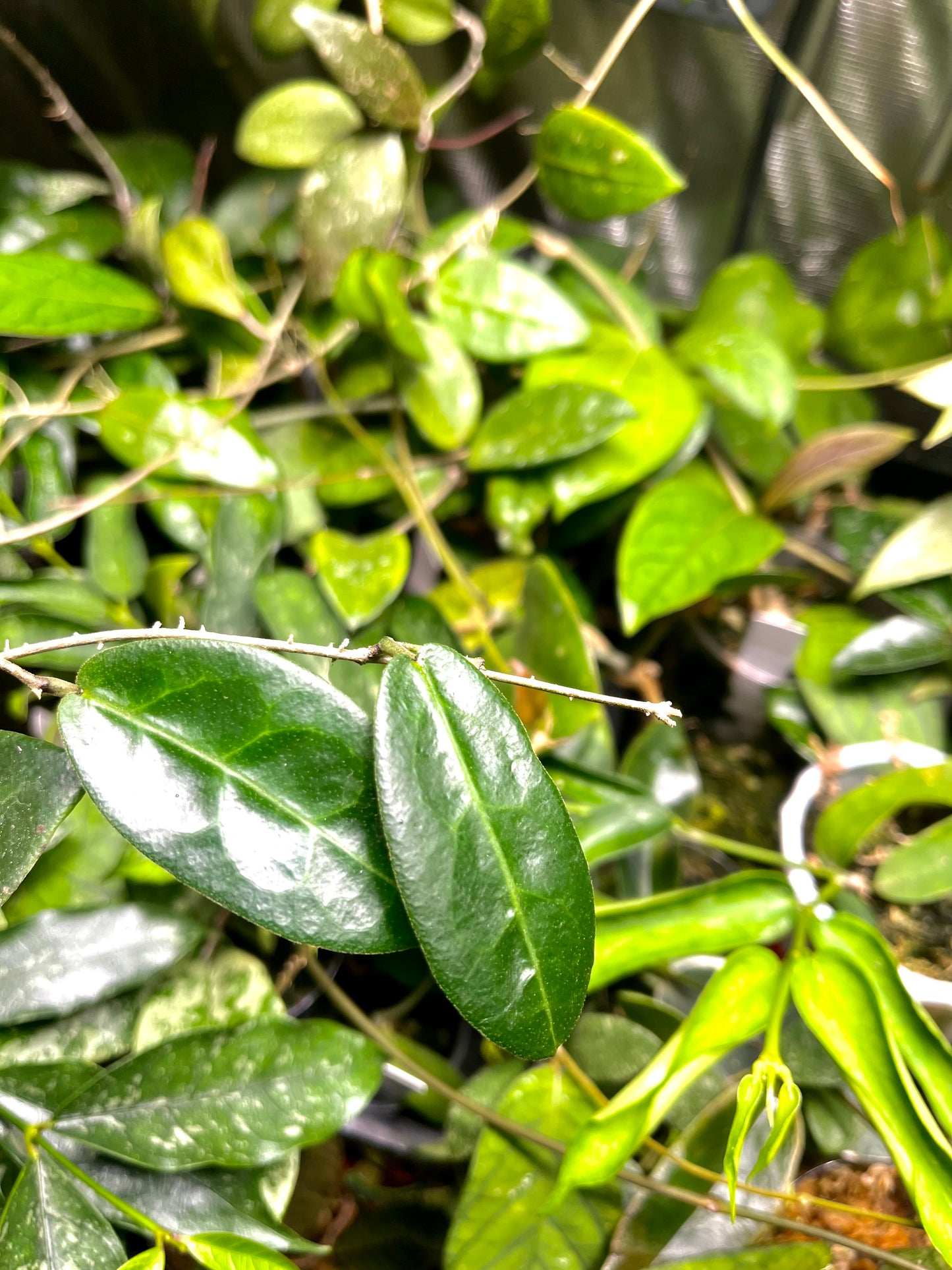 Hoya megalaster - fresh cut - 2 nodes/2 leaves