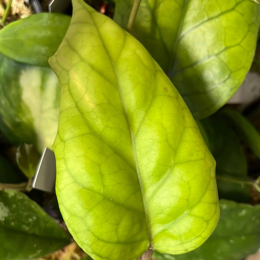 Hoya patcharawalai 029 not Icensis - fresh cut 1 leaf/node - Unrooted