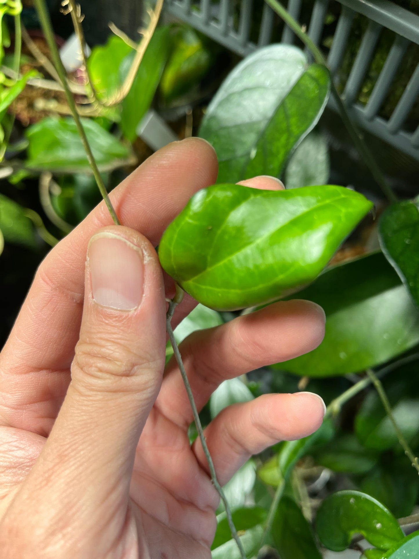 Hoya ‘Paula’ - GN-01 - fresh cutting 1 node