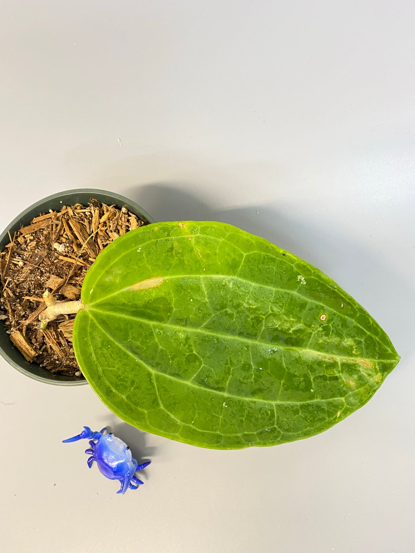 Hoya Latifolia - dinner plate - growth point forming