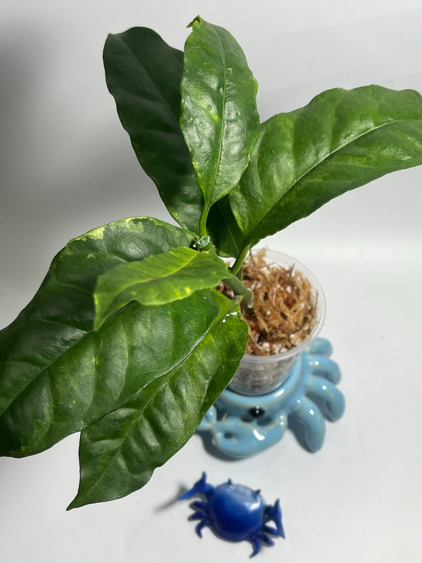 Hoya multiflora albo - Unrooted