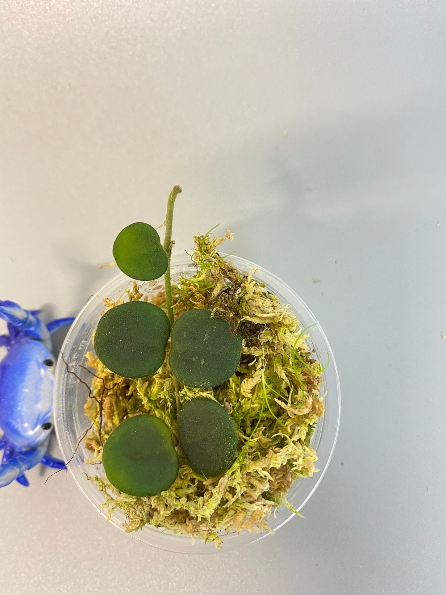 Hoya serpens with new growth