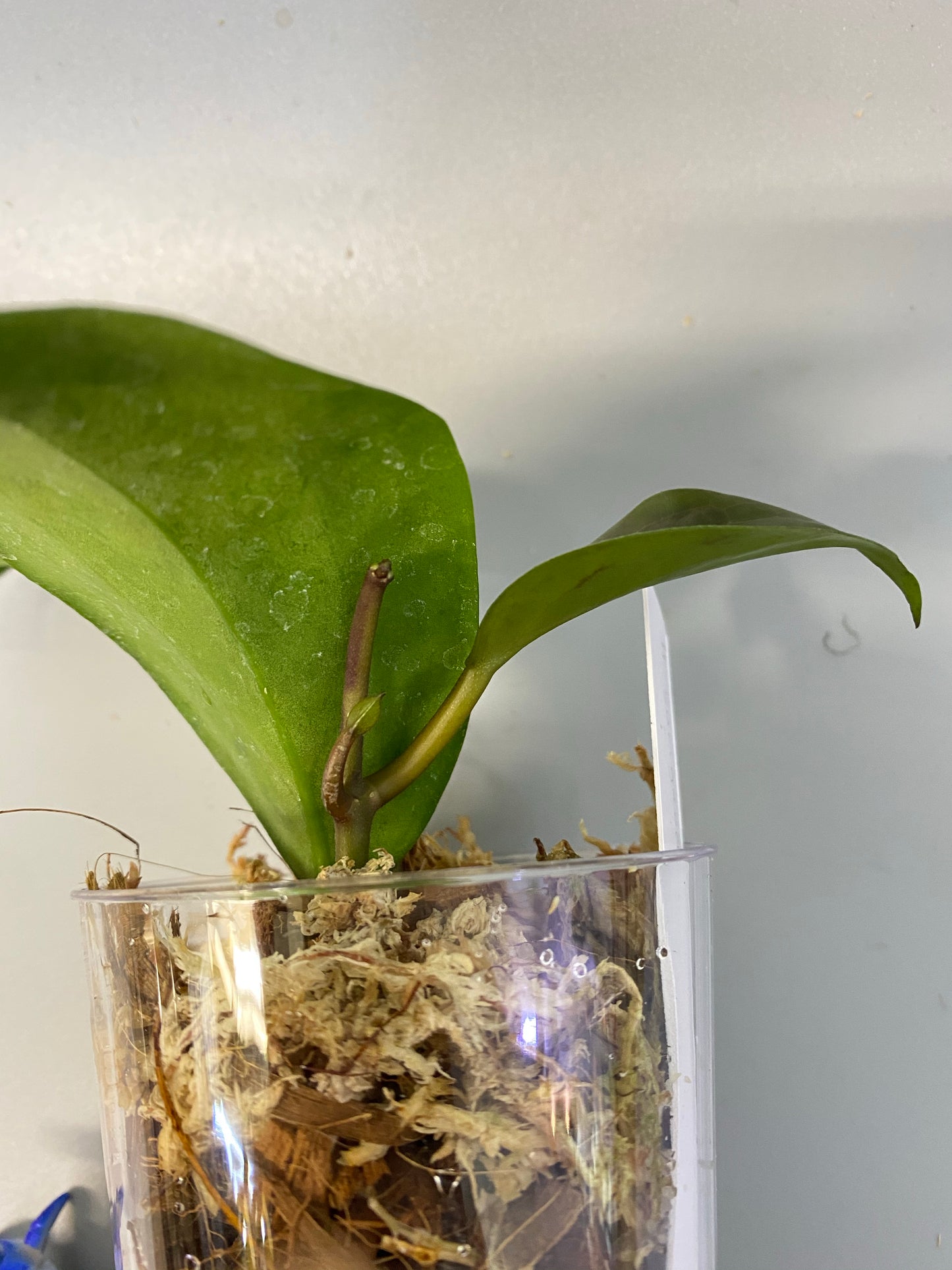 Hoya surigaoensis - active growth