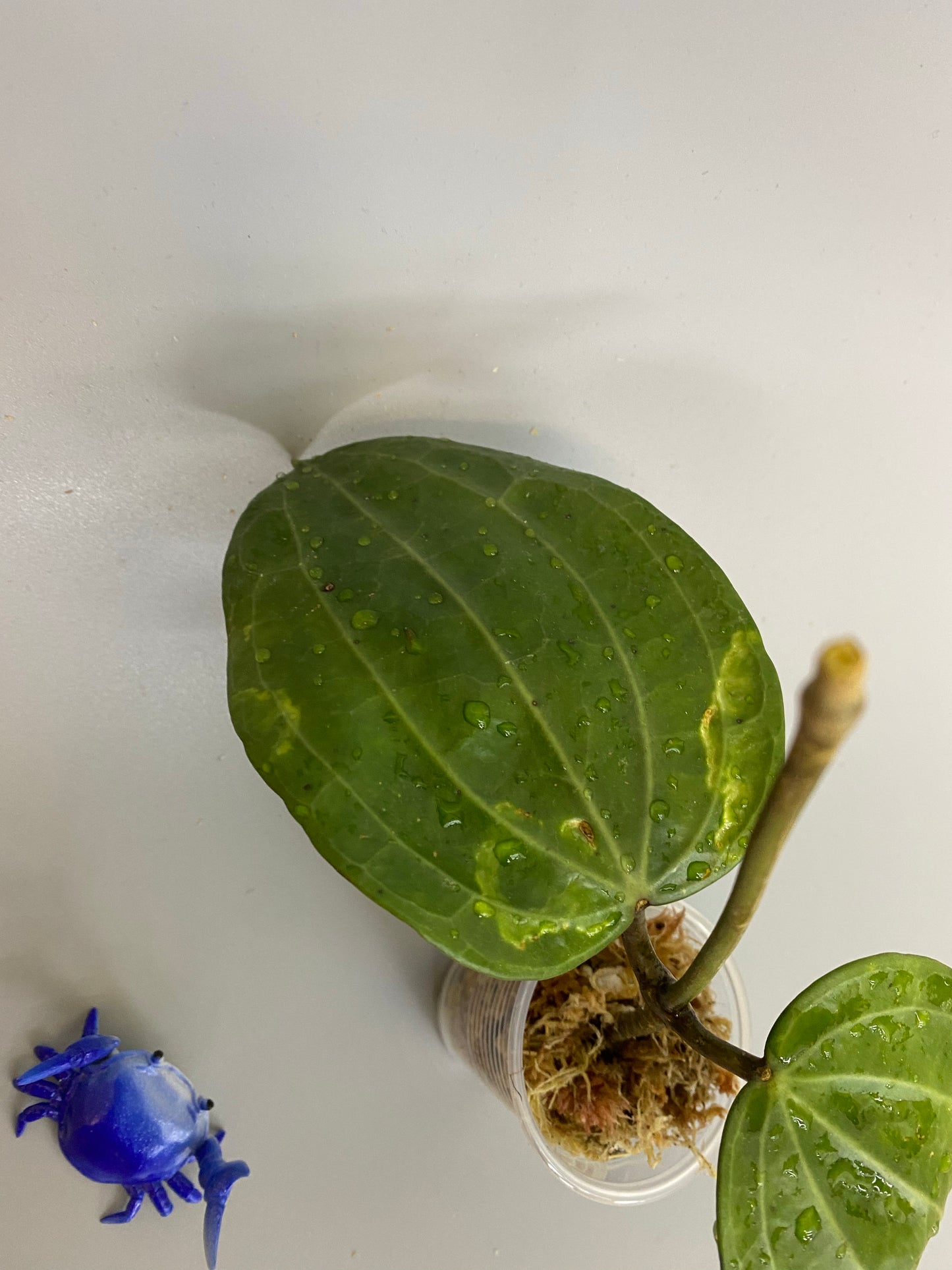 Hoya Latifolia - large leaf hoya - has some roots.