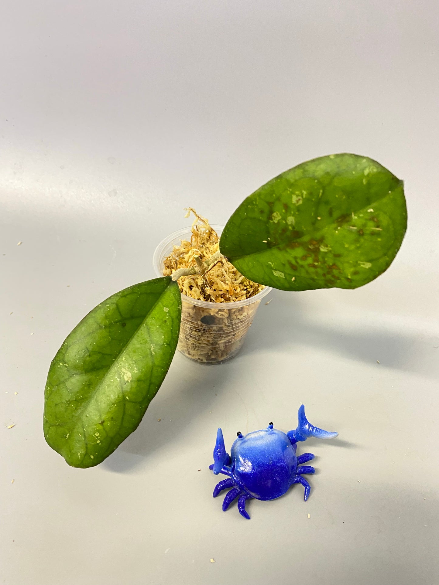 Hoya leoensis (viola x fuscomarginata) - Unrooted