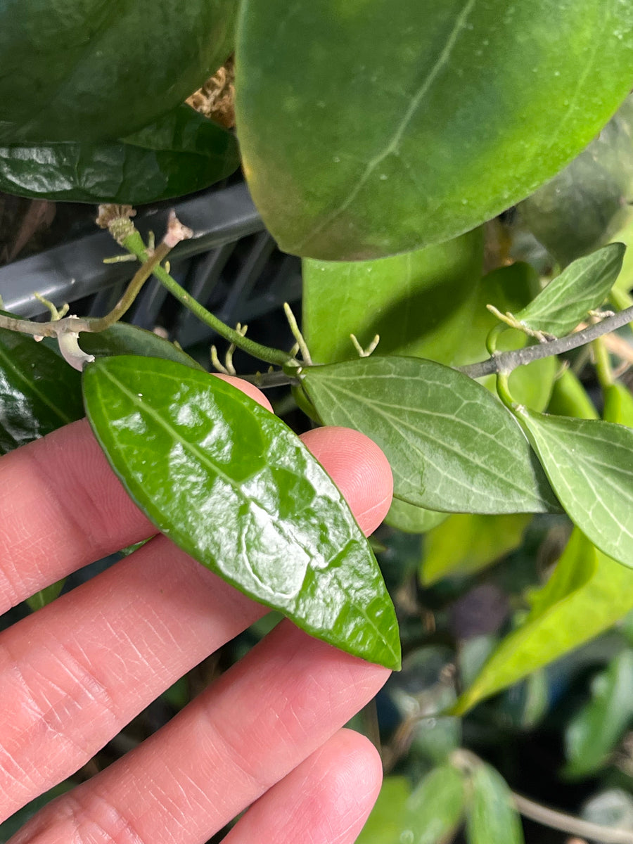 Hoya AH-250 - fresh cutting 1 node / 1 leaf – Plants Wake You Up