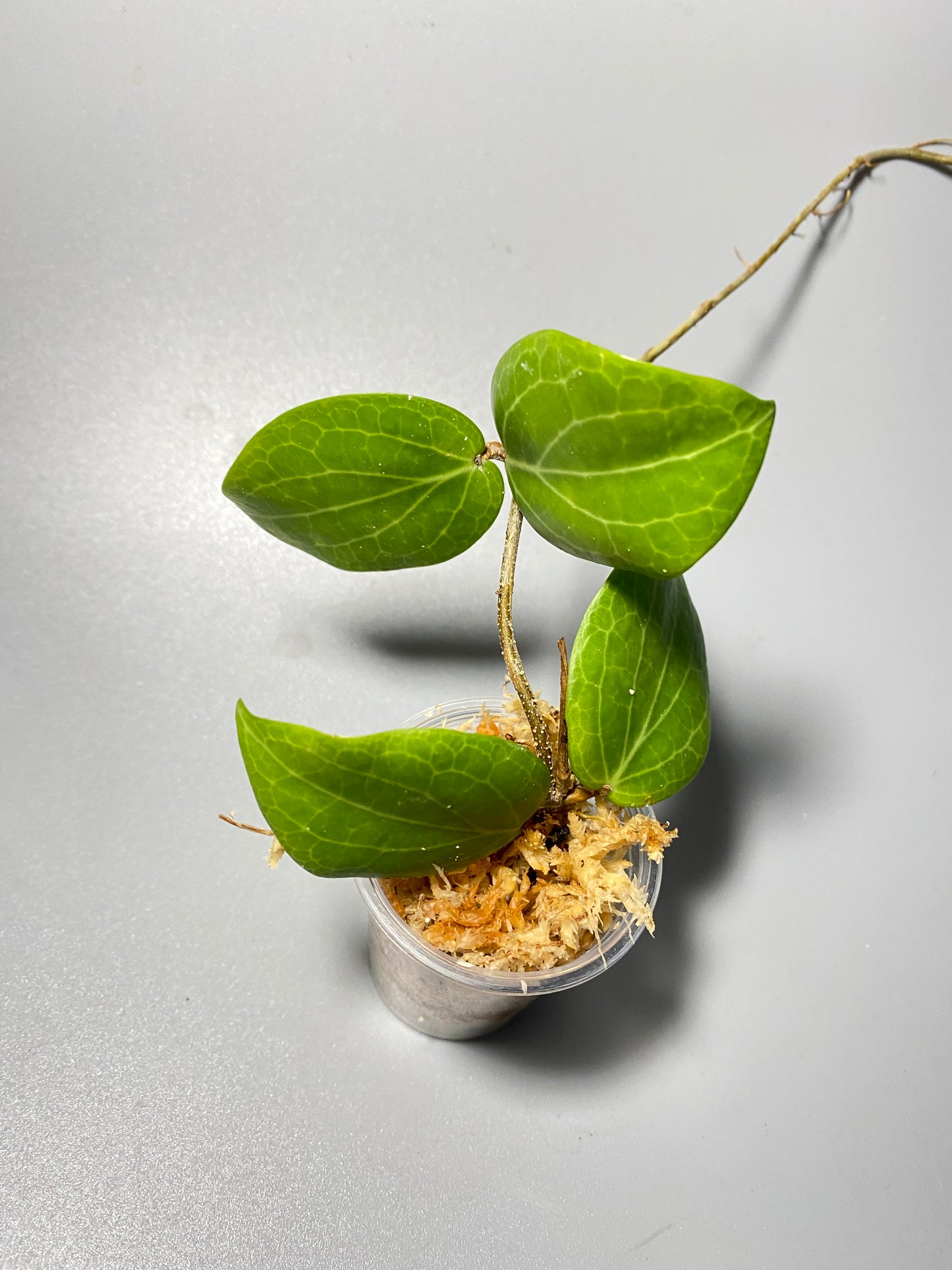 Hoya fitchii - orange - unrooted