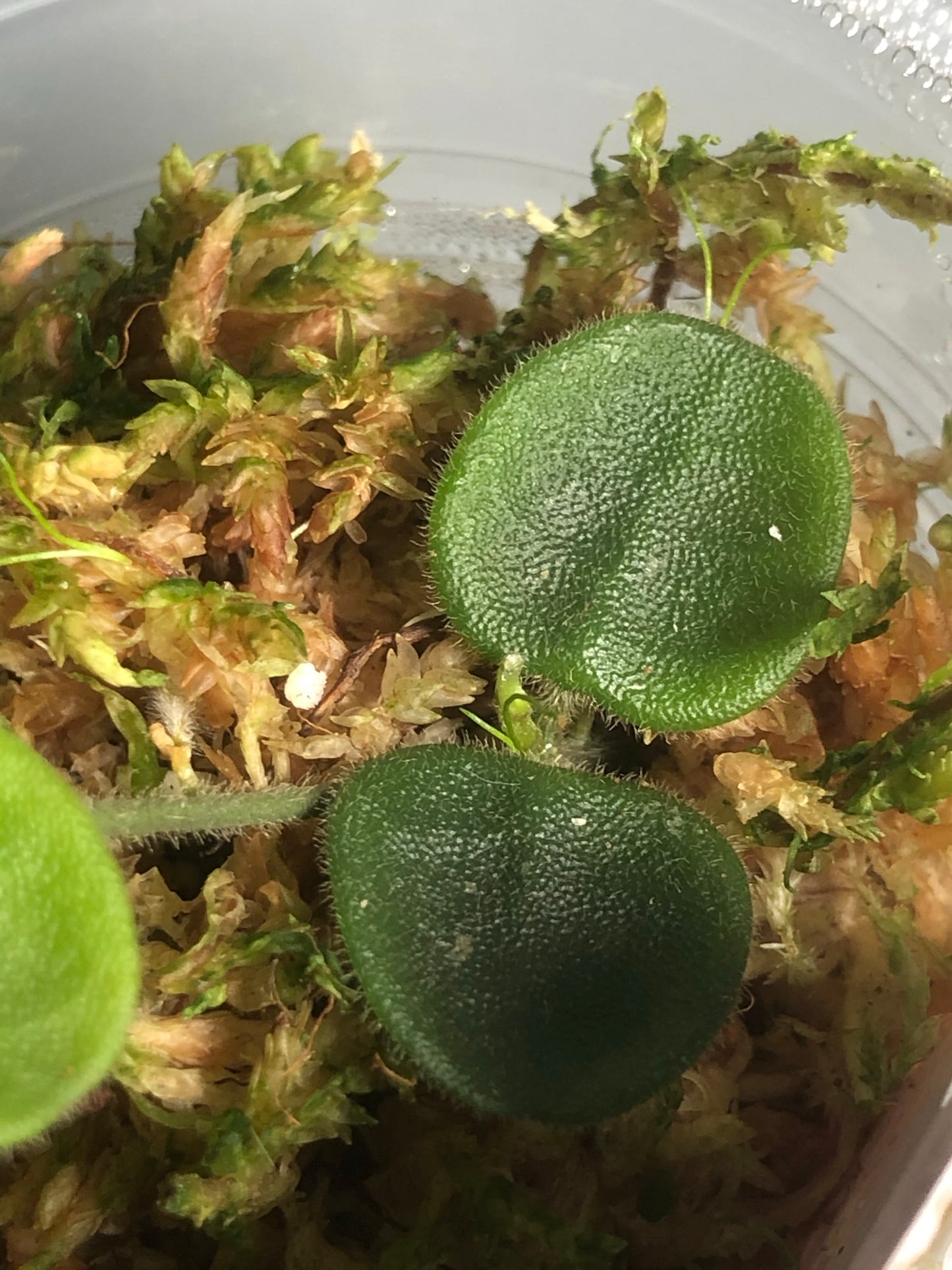 Hoya serpens with new growth