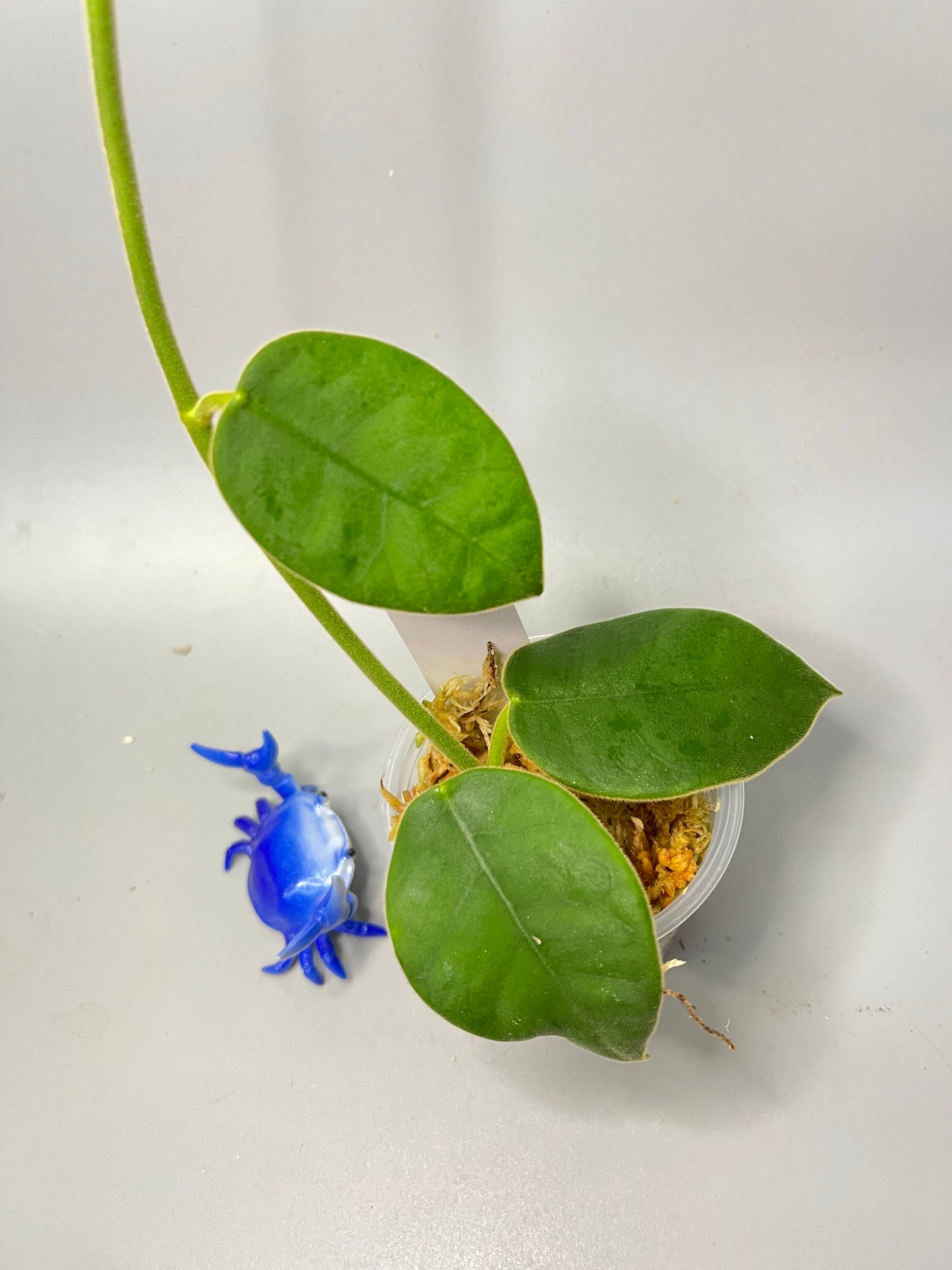 Hoya gigas - has large flowers - has roots