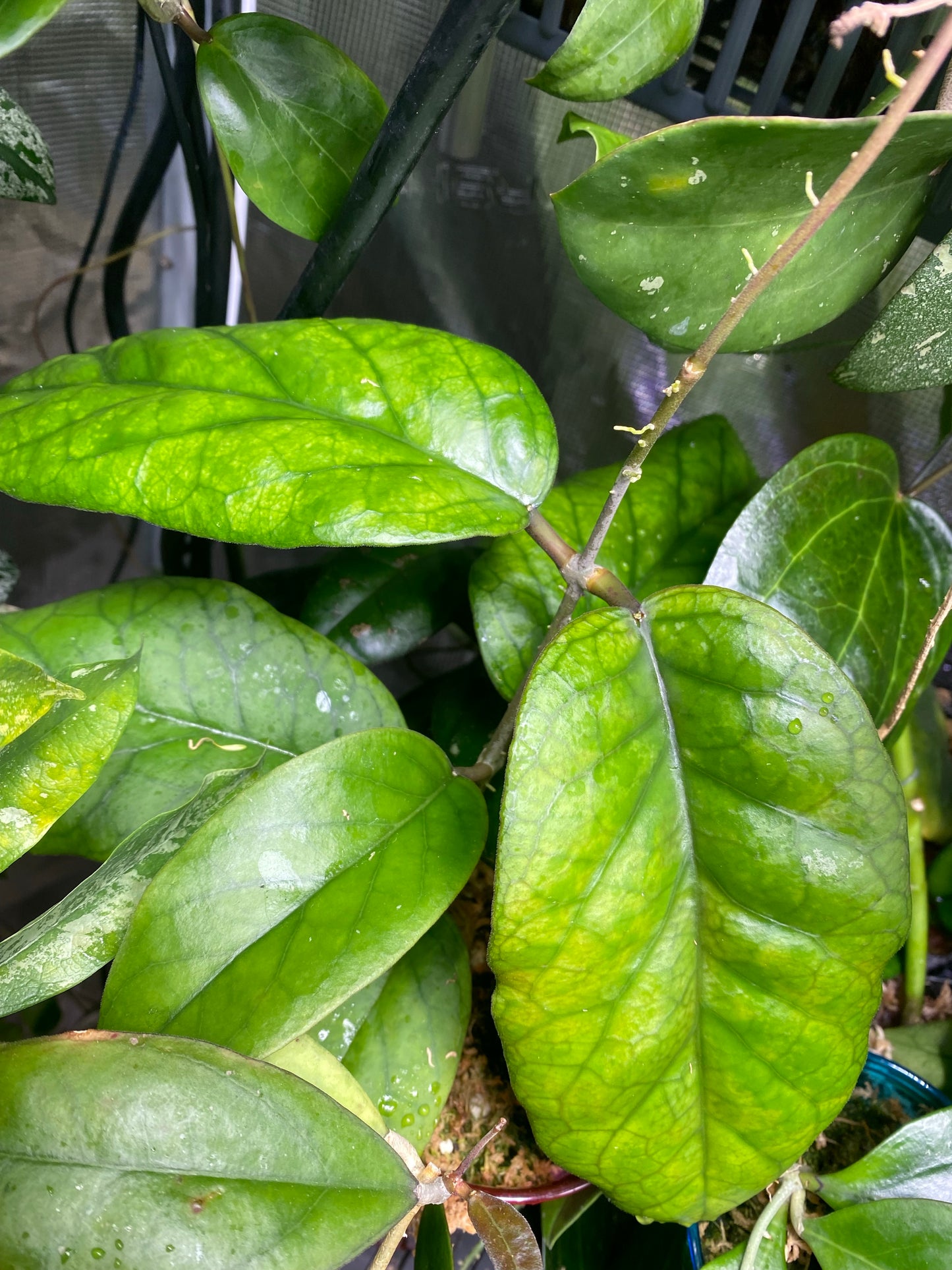 Hoya patcharawalai 029 not Icensis - Unrooted fresh cutting 1 node 2 leaves