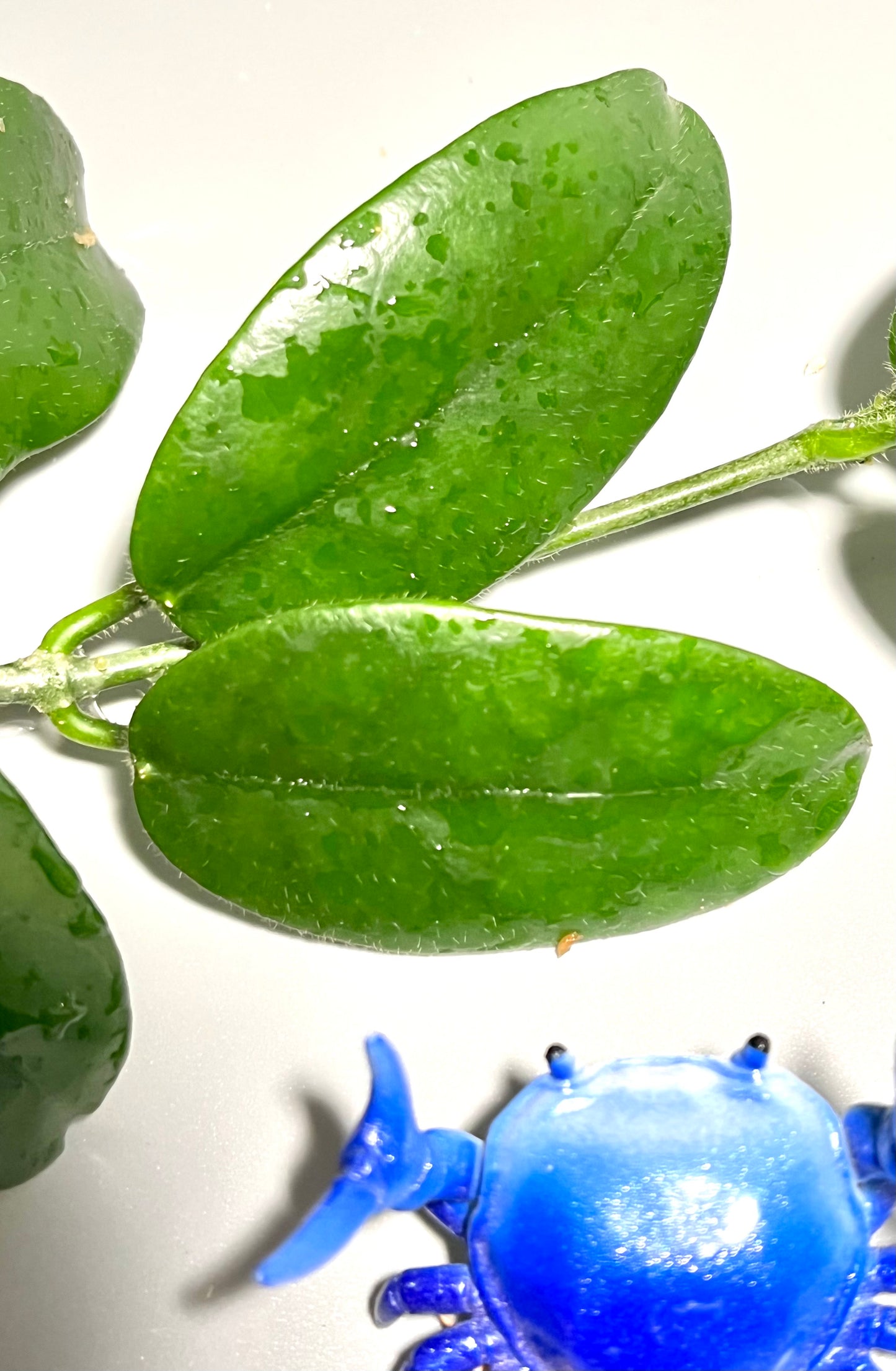 Hoya villosa small leaves - fresh cut - 1 node - Unrooted