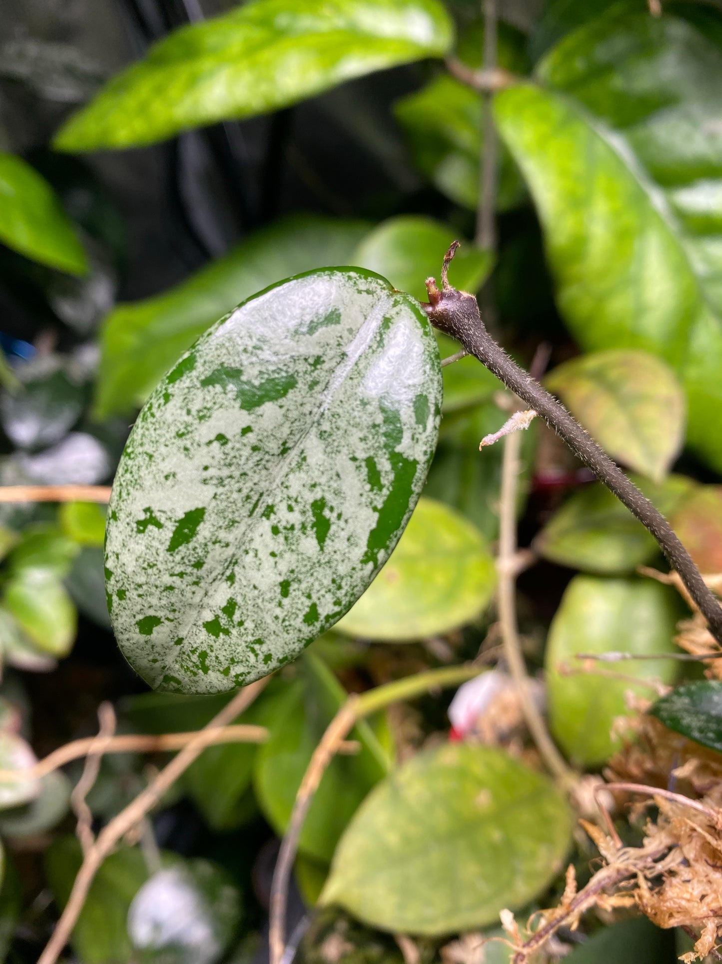 Hoya carnosa Wilbur graves NOID China - fresh cutting