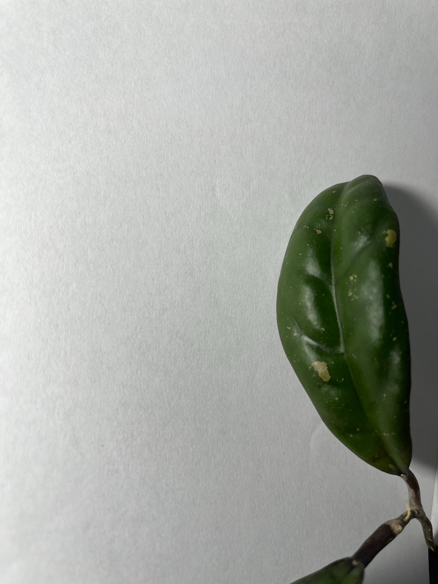 Hoya leoensis (viola x fuscomarginata) - 2 node, 2 leaves - Unrooted