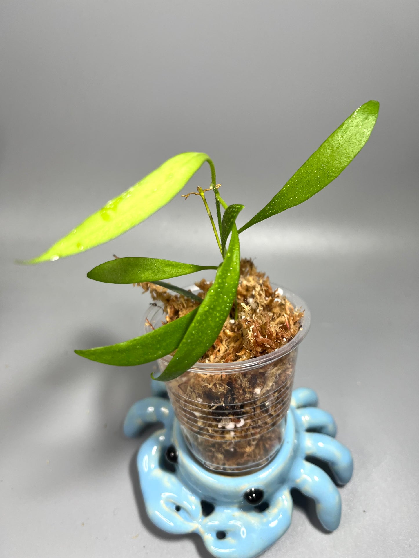 Hoya tsangii (real species) - starting to root