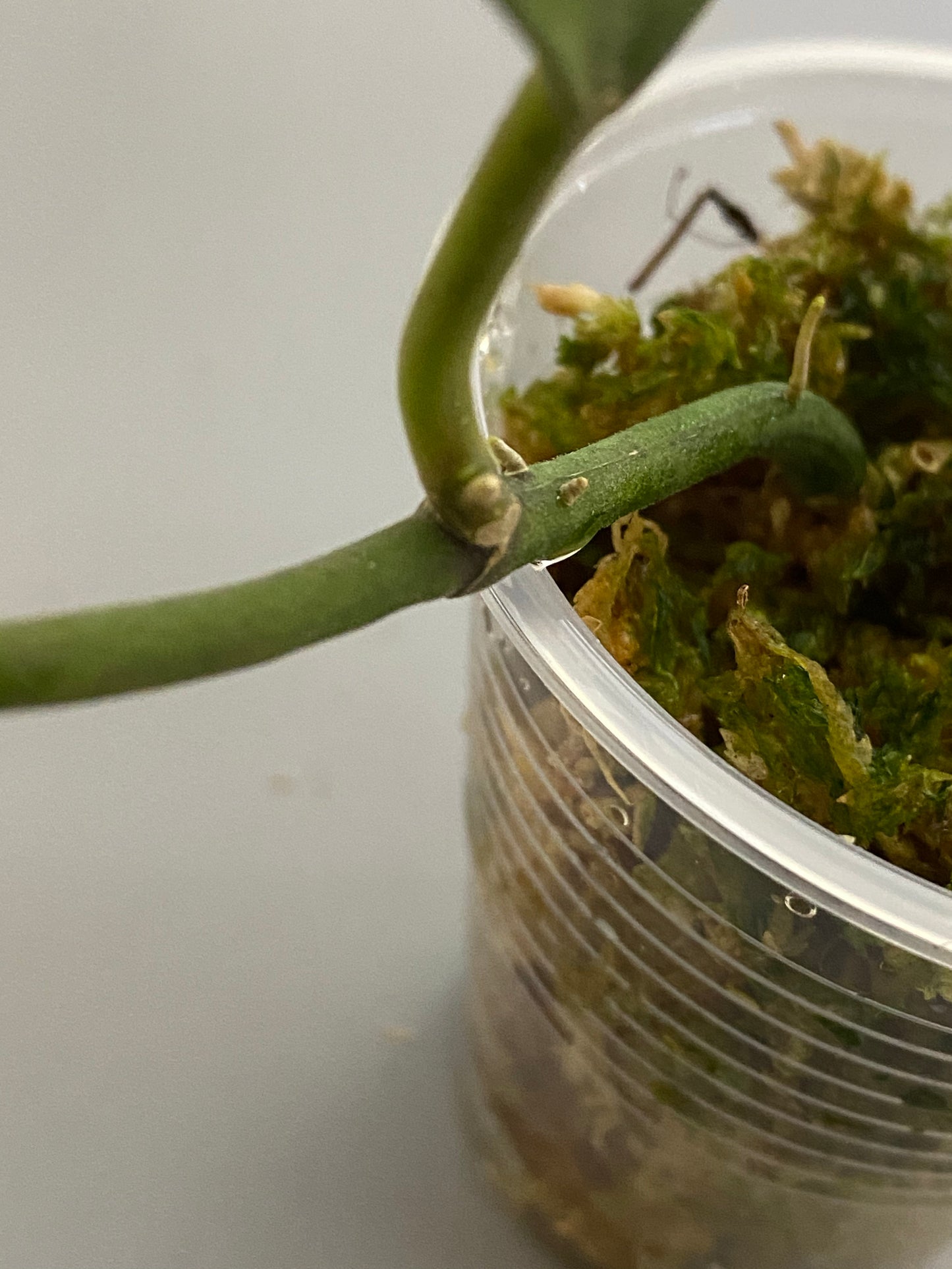 Hoya waymaniae round leaf - growth point emerging