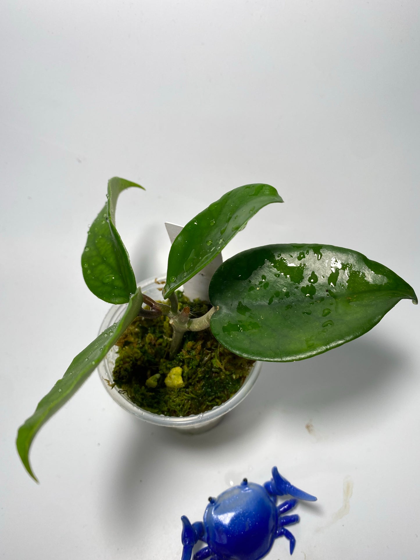 Hoya carnosa wat doi tung - active growth