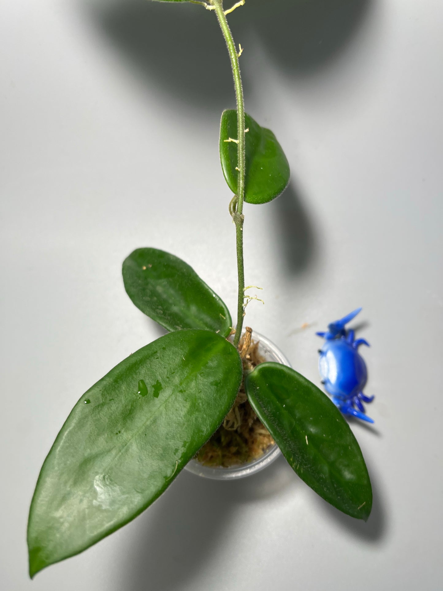 Hoya vangviengiensis - starting to vine.