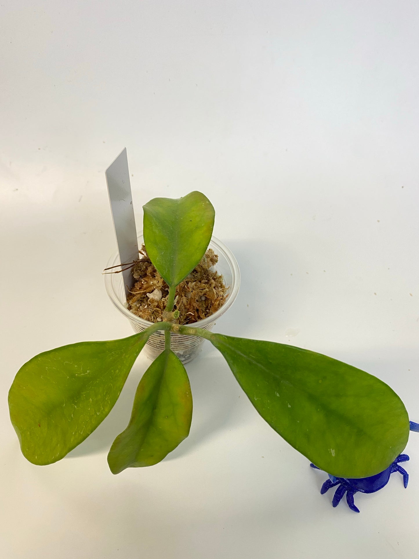 Hoya skinneriana - starting to root