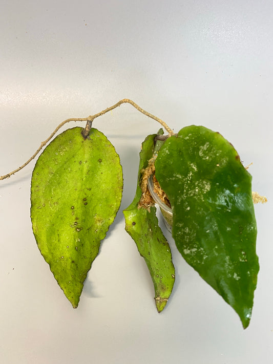 Hoya caudata big green leaf