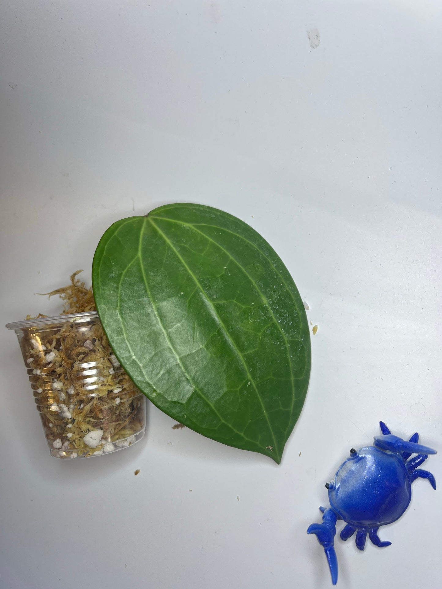 Hoya Latifolia dinner plate - Unrooted