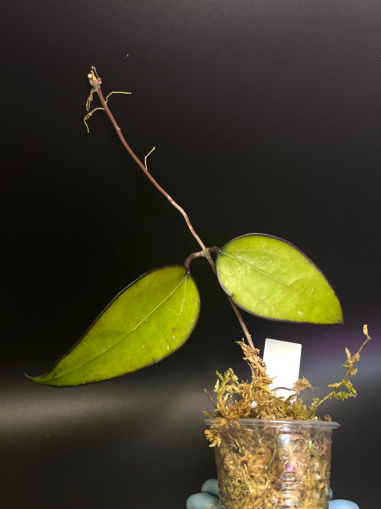 Hoya fusco marginata - Unrooted