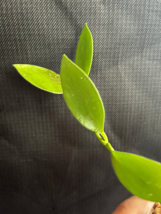 Hoya collina - fresh cut - 2 nodes - unrooted