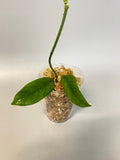 Hoya globulosa - has some roots