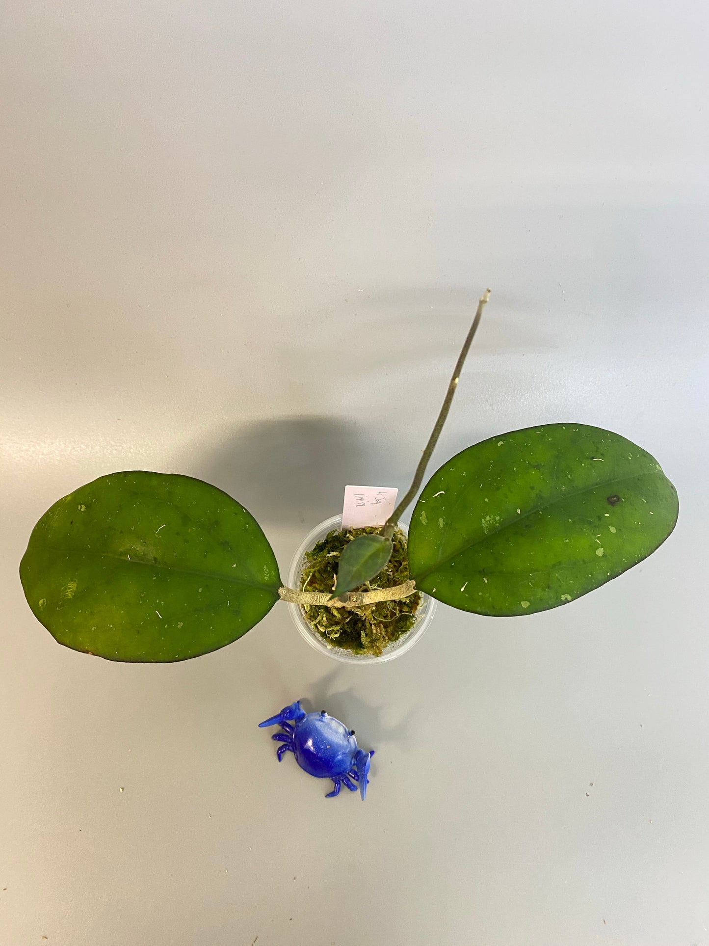 Hoya cv Joy - with active growth